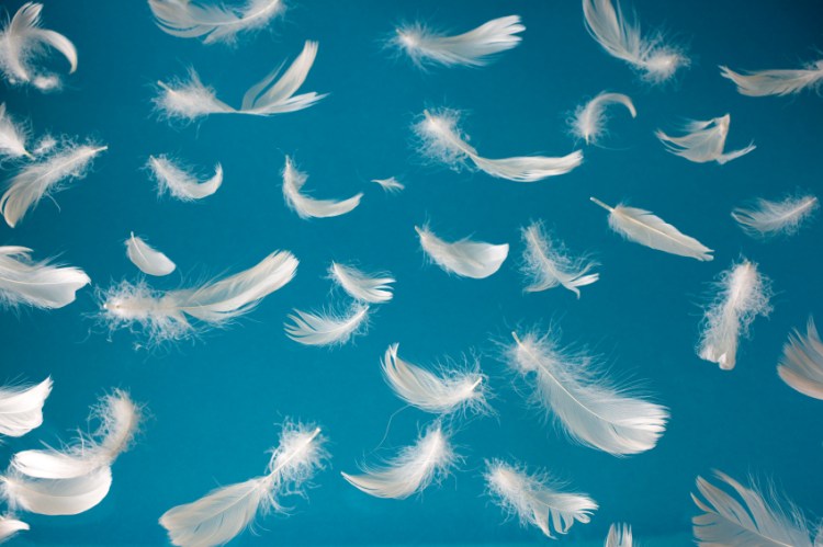 Wind-Blowing-Feathers